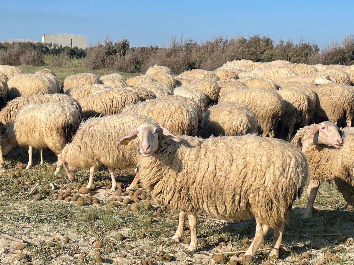 Su Fassoi Santa Giusta